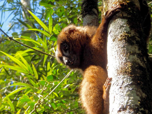Madagascar - Forêt de Ranomafana