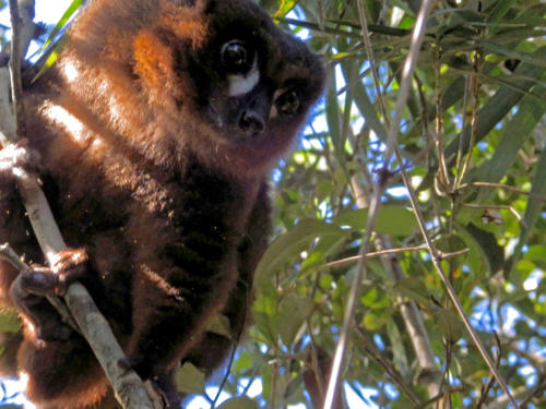 Madagascar - Parc national de Ronamafana, lémur à ventre roux