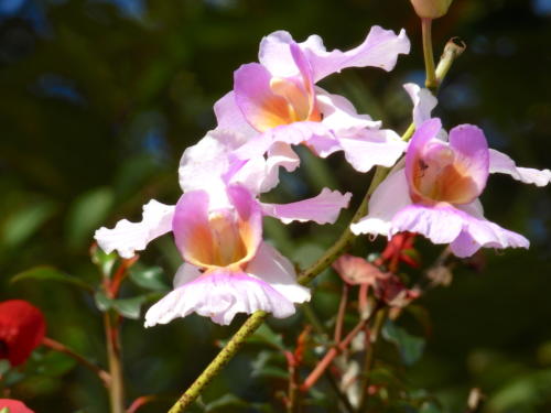 Madagascar - forêt de Ronamafana, orchidée