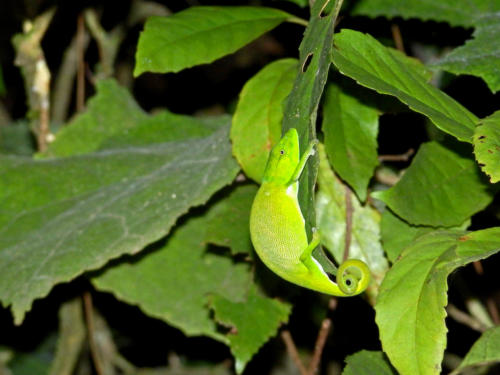 Madagascar - parc national  de Ronamafana de nuit, petit caméléon