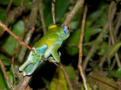 Madagascar - parc national de Ronamafana de nuit, grenouille