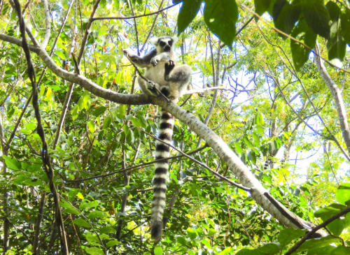 Madagascar - Réserve d'Anja, Lémur Catta