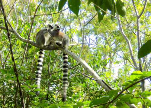 Madagascar - Réserve d'Anja, Lémurs Catta