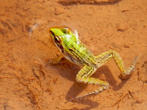 Madagascar - Vallée de Tsaranoro, grenouille
