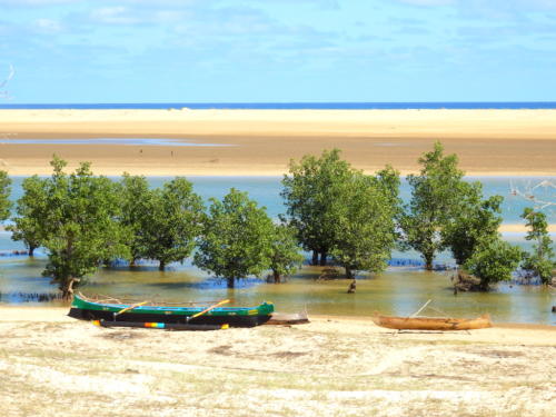 Madagascar - région de Tuléar, la mangrove