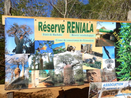 Madagascar - région de Tuléar, réserve de Réniala