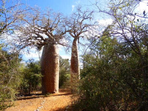 Madagascar - région de Tuléar, réserve de Réniala, baobabs géants
