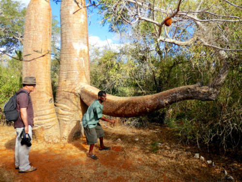Madagascar - région de Tuléar, réserve de Réniala, baobab géant