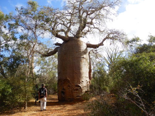 Madagascar - région de Tuléar, réserve de Réniala, baobab géant 