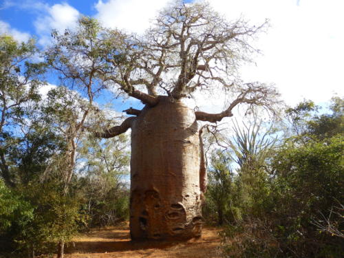 Madagascar - région de Tuléar, réserve de Réniala, baobab géant 