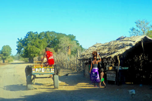 Madagascar - région de Tuléar, piste vers Ifaty