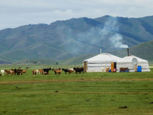Mongolie-vallée Orkhon, chèvres pour le cachemire