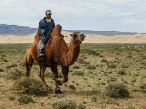 Mongolie - le Gobi, notre chamelier
