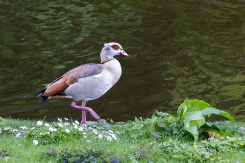 Pays-bas, Kampen -  parc écologique Le coeur vert, ouette d'Egypte