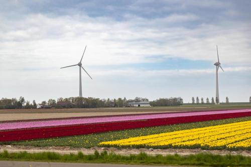 Pays-Bas, Lelystad, champ de tulipes