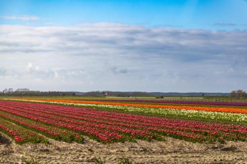 Pays-Bas, Texel - Champ de tulipes 