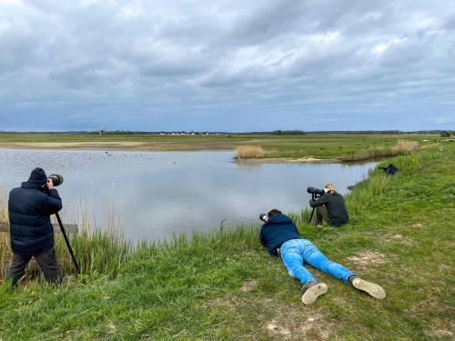 Pays-Bas, Texel - Birding