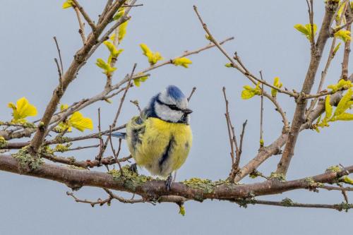 Pays-Bas, Texel - Mésange Bleue 