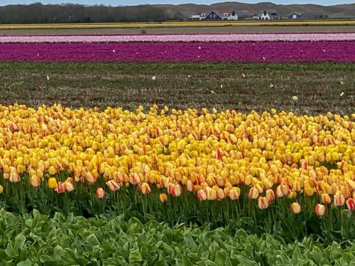 Pays-Bas, Texel - Champ de tulipes 