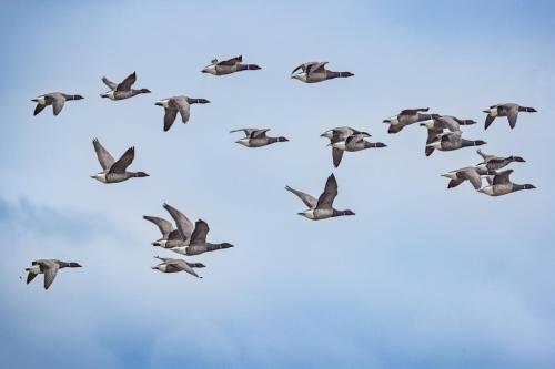 Pays-Bas, Texel -Bernaches Cravant