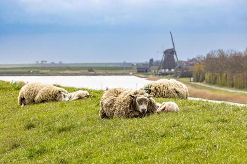 Pays-Bas, Texel -Moutons sur les digues
