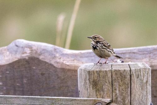 Pays-Bas, Texel -  Pipit Farlouse