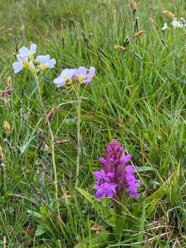 Pays-Bas, Texel -  Orchis
