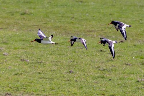 Pays-Bas, Texel -  Huîtriers Pie