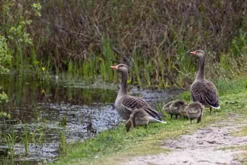 Pays-Bas, Texel -  Famille d'oies cendrées