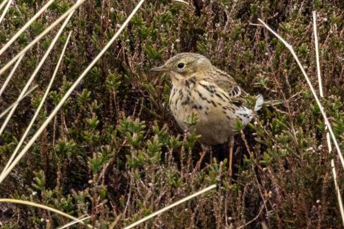 Pays-Bas, Texel -  Pipit Farlouse