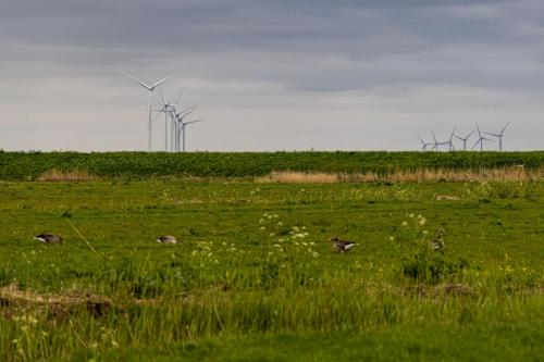 Pays-bas, Hoorn - polders et éoliennes