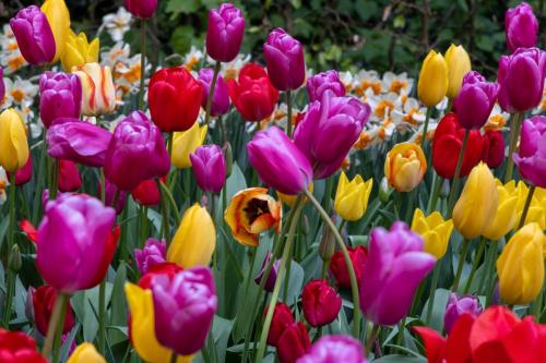 Pays-Bas, Kenkenhof - Tulipes