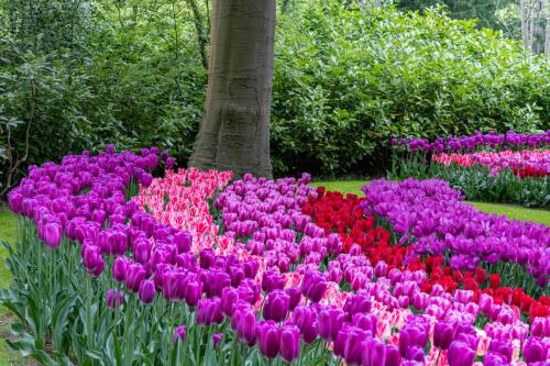 Pays-Bas, Kenkenhof - Tulipes