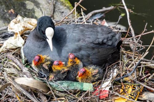 Pays-Bas, Kenkenhof - foulque au nid avec bébés