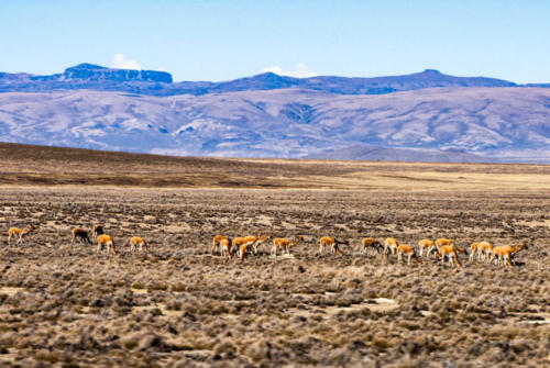 Pérou-Hauts plateaux, troupeaux de vigogness