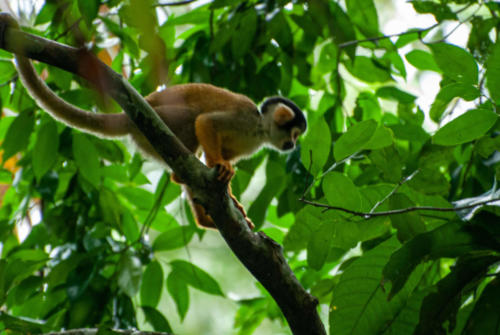Pérou, Amazonie - la forêt, le Singe-écureuil du Pérou ou Sapajou à tête noire