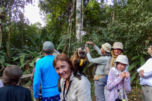 Pérou, Amazonie - Ile aux singes, Singe capuçin