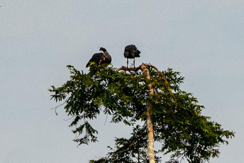 Pérou - Amazonie, couple d'oiseaux mais ??? - peut-être Kamichi cornu, Anhima cornuta, Horned Screamer