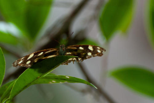 Pérou, Amazonie - Papillon