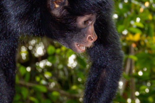 Pérou, Amazonie - Ile aux singes, Singe araignée à face noire (Ateles Chamek)