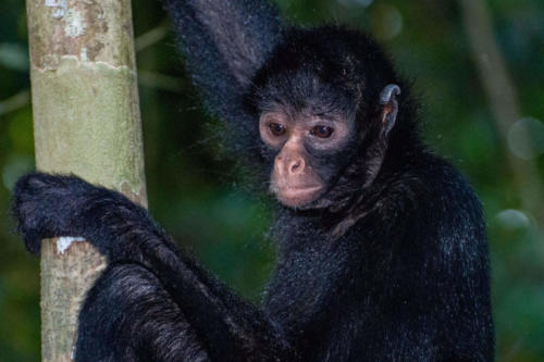 Pérou, Amazonie - Ile aux singes, Singe araignée à face noire (Ateles Chamek)