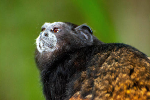 Pérou, Amazonie - Ile aux singes, Tamarin à selle