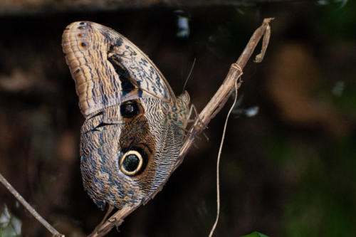 Pérou, Amazonie - Papillon hibou géant des forêts - Caligo eurilochus -