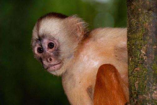 Pérou, Amazonie - Ile aux singes, Singe capuçin