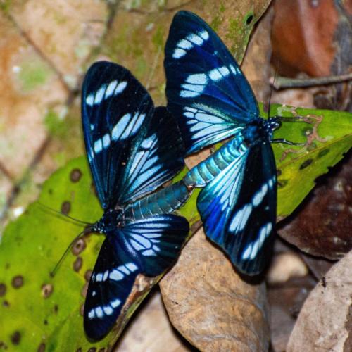 Pérou, Amazonie - Ile aux singes, accouplements de papillons (Heliconius Antiochus ?)