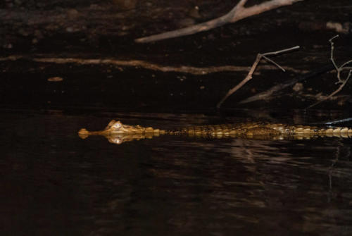 Pérou, Amazonie - Crocodile sur un arbre le long du Rio Madre de Dios