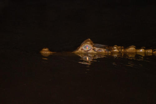 Pérou, Amazonie - Crocodile sur un arbre le long du Rio Madre de Dios