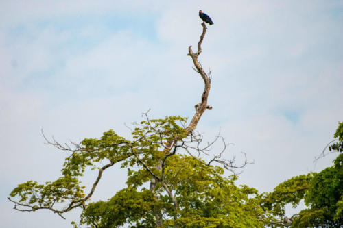 Pérou, Amazonie - La forêt. Caracara noir - Daptrius ater