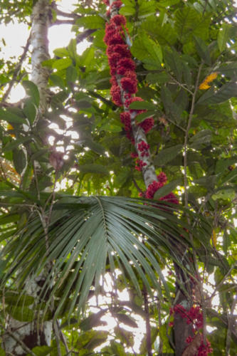 Pérou, Amazonie - la forêt. Syzygium malaccense Jamboissier rouge, Poirier de Malaque, Pomme malac