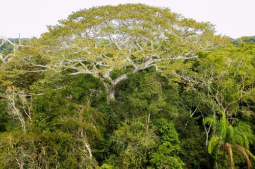 Pérou, Amazonie - la forêt. Canopée